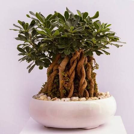 بنسای میخک